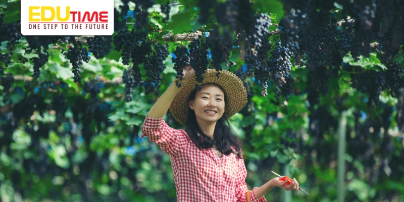 làm thêm du học pháp công việc thời vụ
